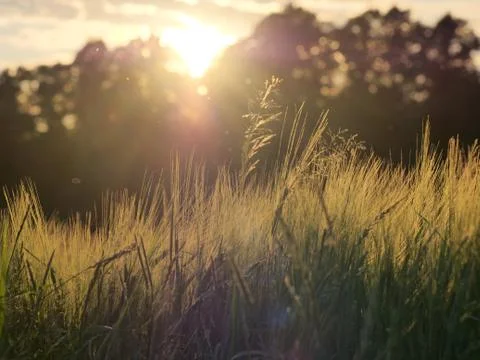 Sunset Peaking Through Trees Corn &amp; Grass British Countryside Stock Photos