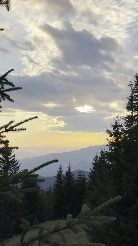 	Sunset peek through trees Video stock 314772026