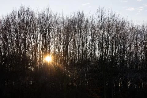 Sunset peeking through bare trees in a serene forest setting Stock Photos
