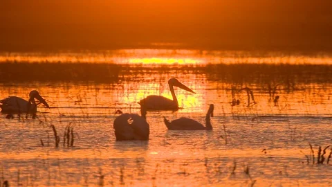 Sunset with pelicans in Danube Delta Stock Footage 91388202