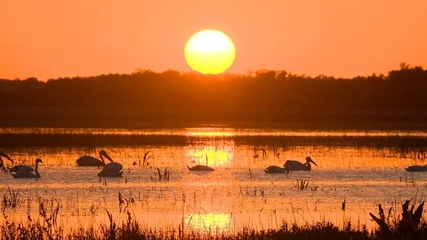 Sunset with Pelicans In Danube Delta 스톡 동영상 91388239
