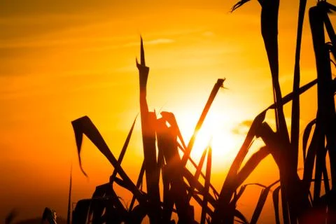 Sunset Stock Photos