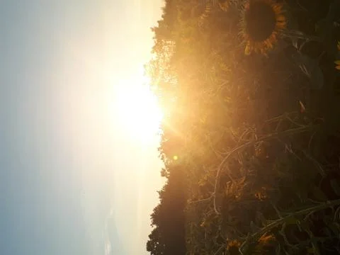 The sunset Fotos de archivo