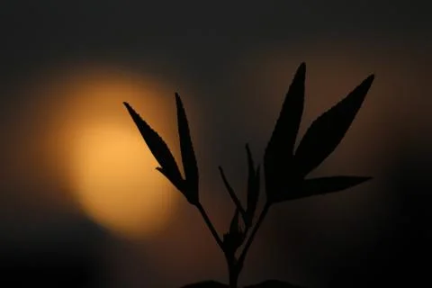 Sunset 스톡 사진