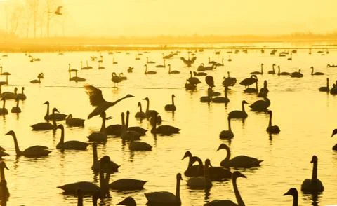 Sunset Stock Photos