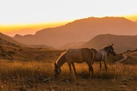 Sunset Stock Photos
