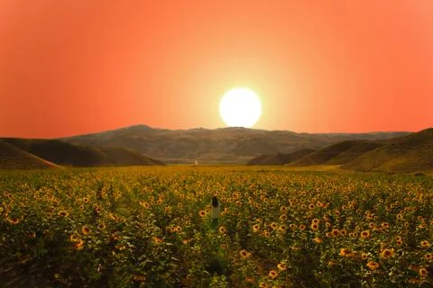 Sunset Stock Photos