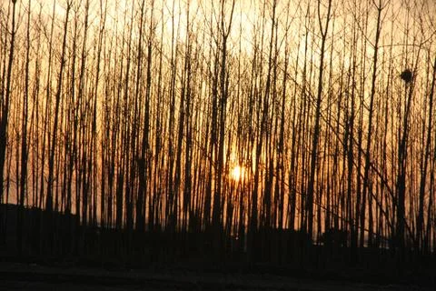 Sunset Stock Photos