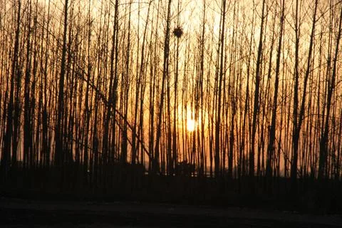 Sunset Stock Photos