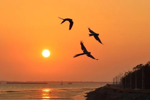 Sunset Stock Photos