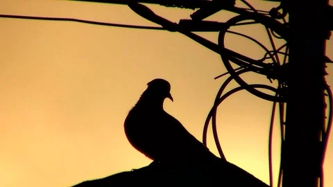 Sunset Pigeon 스톡 동영상 151182441