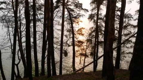 Sunset in a pine forest against the backdrop of the lake Stock Footage 128950623