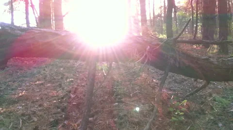 Sunset in pine forest Stock Footage 67595482