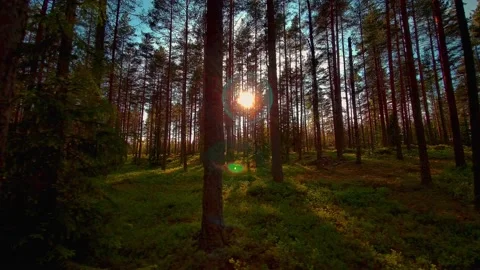 Sunset in the pine forest Stock Footage 132283815