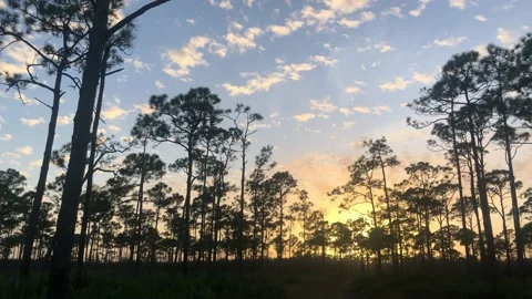 Sunset in a pine forest Video stock 172335578