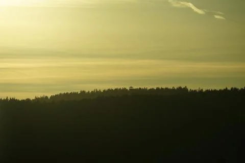 Sunset in pine forest as a nature background. Stock Photos