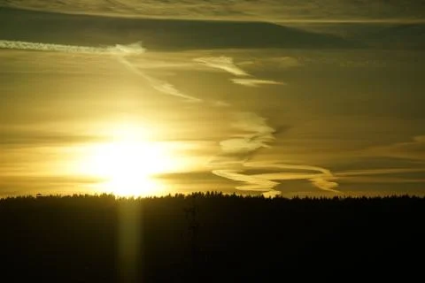 Sunset in pine forest as a nature background. Stock Photos