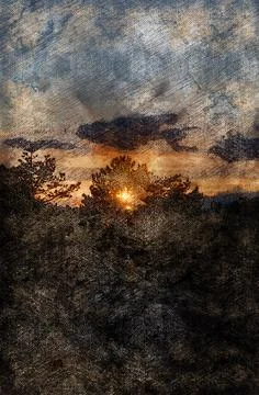 Sunset in a pine forest. Orange sun in the black silhouettes of trees. Cloudy Stock Photos