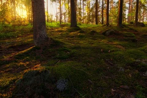 Sunset in pine forest Foto stock