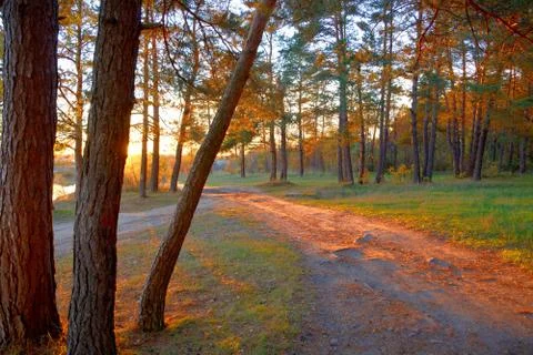 	 Sunset in a pine forest.	 Stock Photos