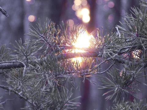 Sunset in the pine forest Stock Photos