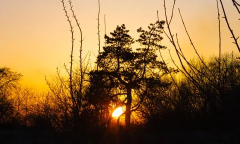 Sunset in a pine forest. Silhouettes of dark black spruce trunks in the natur Stock Photos