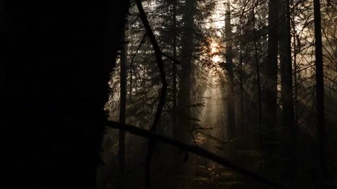 Sunset in pine forest in taiga Stock Footage 282778573