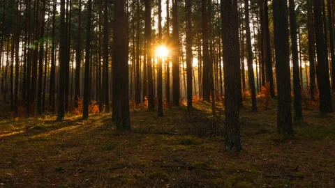 Sunset in a pine forest - time lapse Video stock 164727491