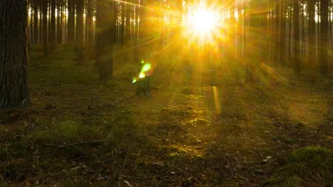 Sunset in a pine forestslonlas - time lapse Video stock 164727517