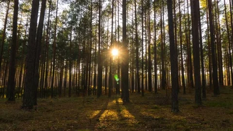 Sunset in a pine forestzachlas Stock Footage 164727524