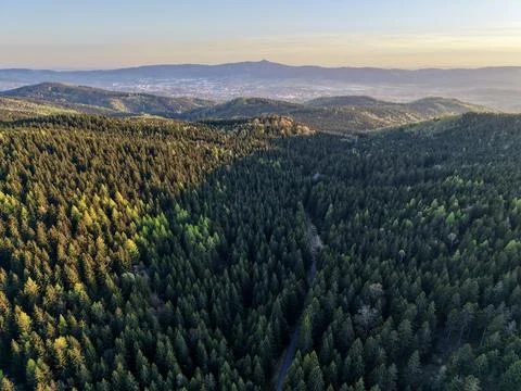 Sunset Pine Glow. Warm Dawn Light Bathes Pine Covered Hills While City Skyl.. Stock Photos