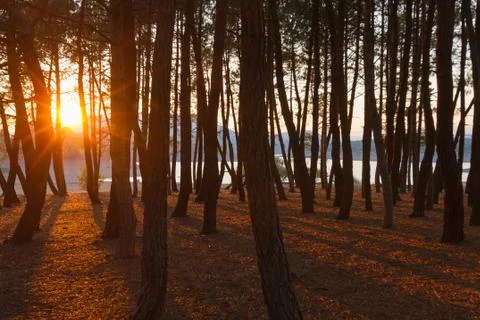 Sunset from a Pine Grove 스톡 사진