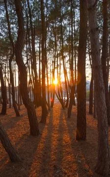 Sunset from a Pine Grove 库存照片