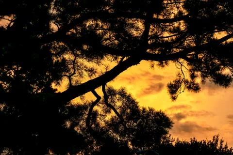 Sunset pine Stock Photos