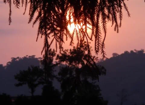 Sunset in pine Stock Photos