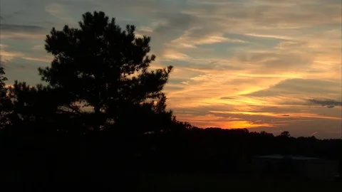 Sunset with Pine Tree Static Stock Footage 79864575