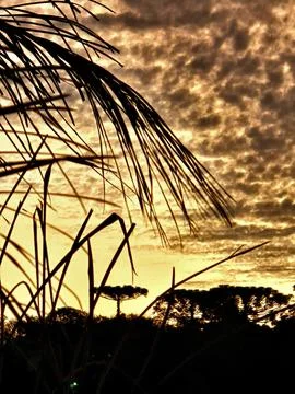 Sunset with pine trees in the background Stock Photos