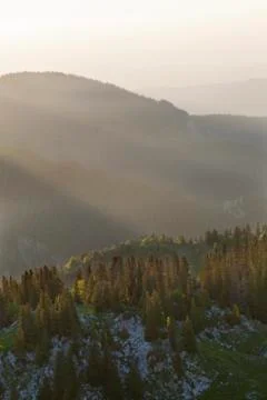 Sunset on pine trees in the mountains, Chartreuse, France Stockfoto's