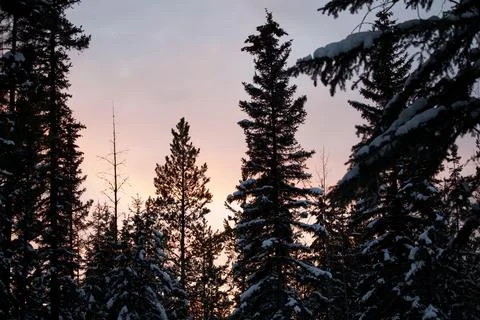 Sunset with pine trees Stock Photos