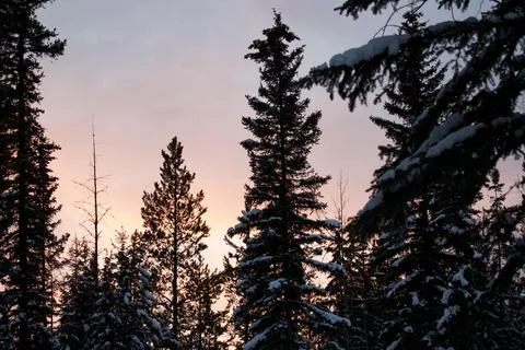 Sunset with pine trees Stock Photos