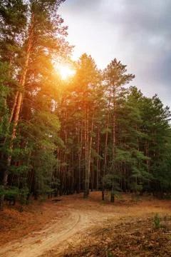 Sunset in the pine wood Stock Photos