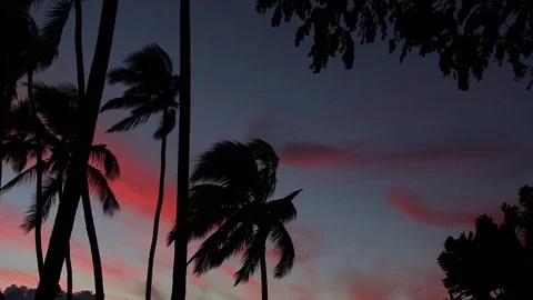 Sunset with pink clouds and palm trees Stock Footage 71109793