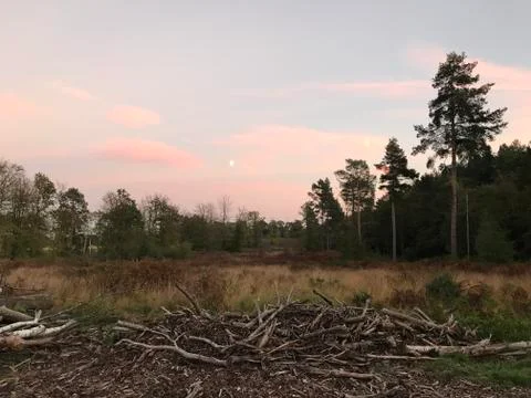 Sunset with pink clouds in the pine woods Stock Photos