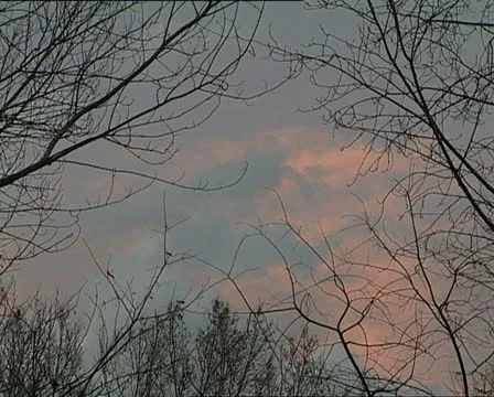 SUNSET pink sky with branches Video stock 11401338