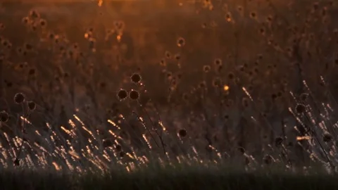 Sunset on the Plains Video stock 81125043