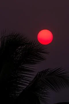 Sunset with Plam leaf Stock Photos