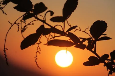 Sunset with plant Stock Photos