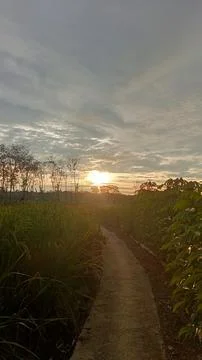 Sunset on the plantation Stock-Fotos