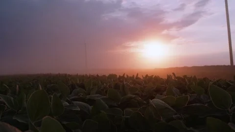 Sunset plantation soybeans dawn magic Stock Footage 135680396