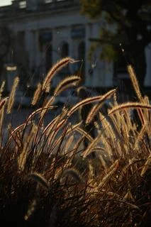 The sunset of the plants Stock Photos
